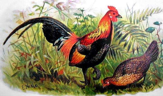 Red_junglefowl_hm