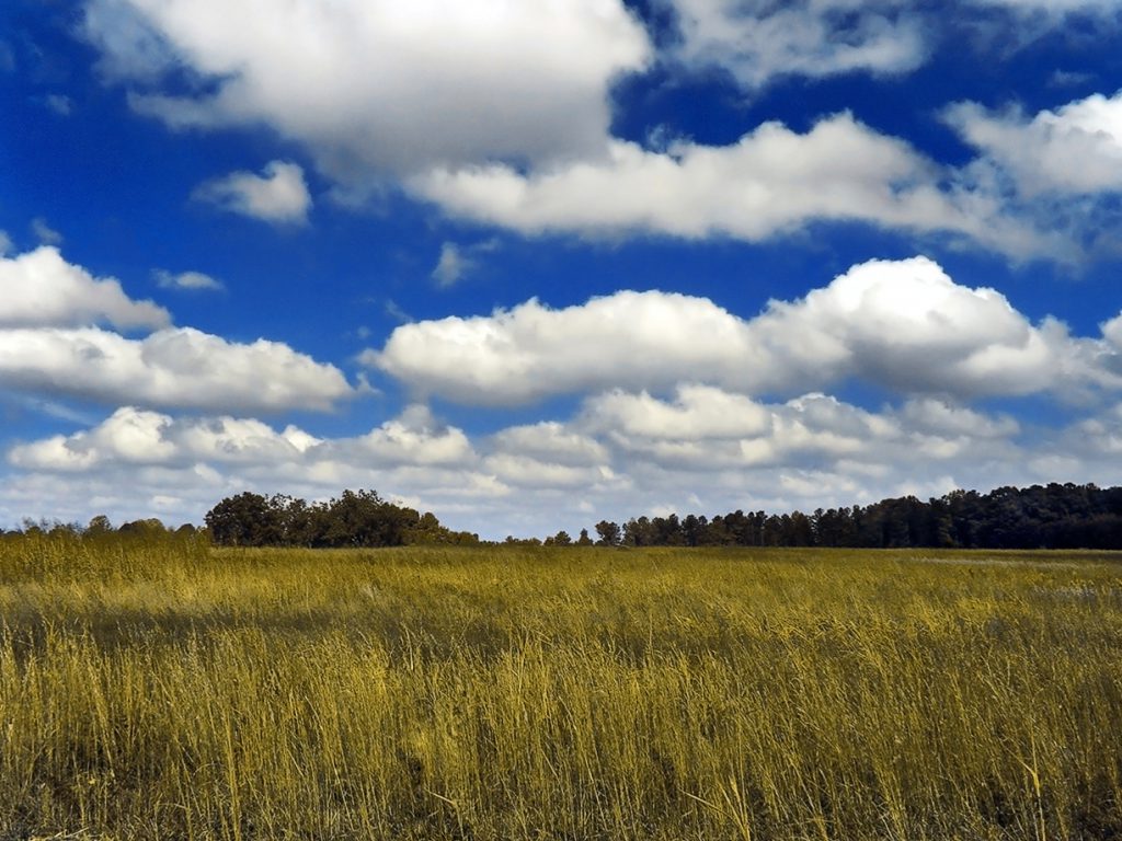 Cumulus Clouds Creative Commons by PiccoloNamek