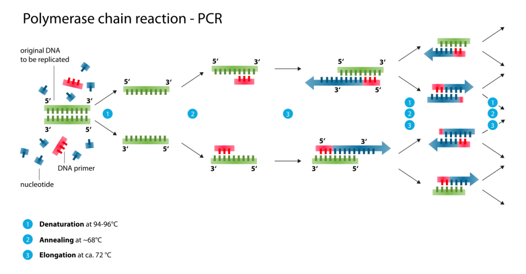 Polymerase chain reaction