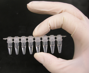 300px-PCR_tubes